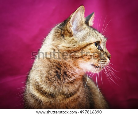 
Striped cat on a pink background.Focus concept.