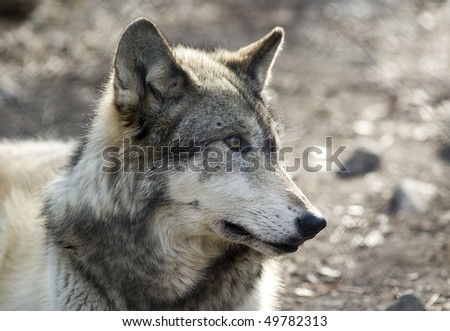 Close of a gray wolf