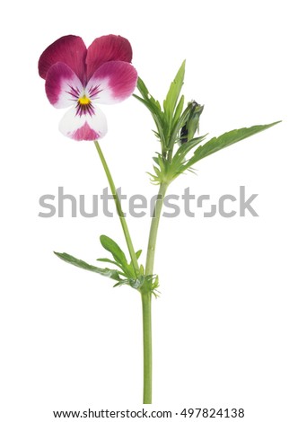 one pansy flower isolated on white background