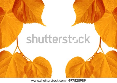 Autumn sunlight leaves isolated on white background with copy space
