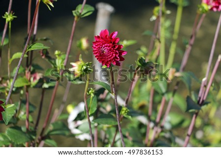 A beautiful, red dahlia near a river during a fall afternoon.