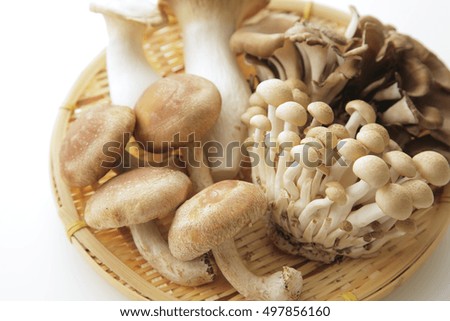Japan mushrooms set