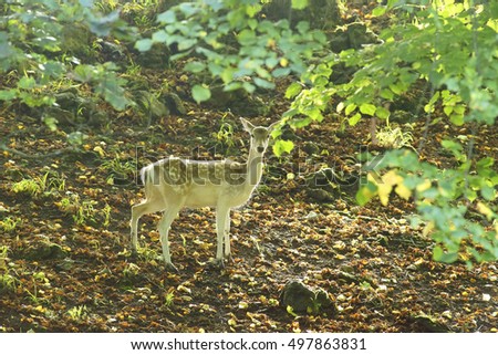 Female Fallow deer, Dama dama, selective focus and diffused background, caught in a woodland clearing in Autumn, The Cotswolds, Gloucestershire, United Kingdom