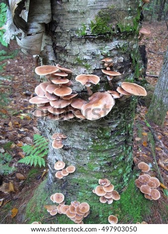 Armillaria - Honey mushroom picture