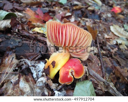 Crimson Waxcap - Hygrocybe punicea - mushroom picture