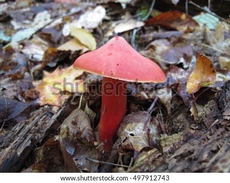 Crimson Waxcap - Hygrocybe punicea - mushroom picture