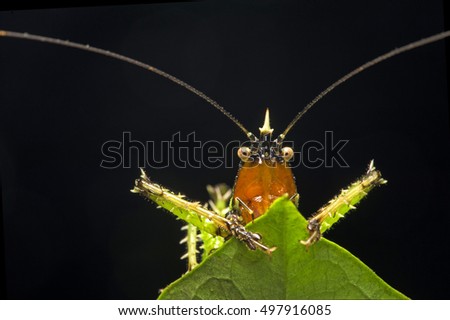 Spiny devil katydid, Amazon rain forest, Ecuador