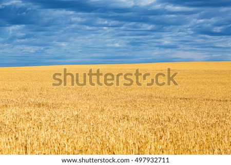 Wheat fields near Billings, Montana on a summer day. 