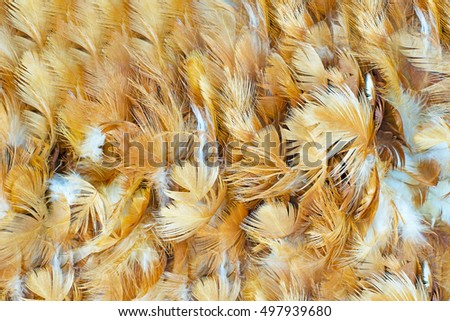 Chicken feather texture background