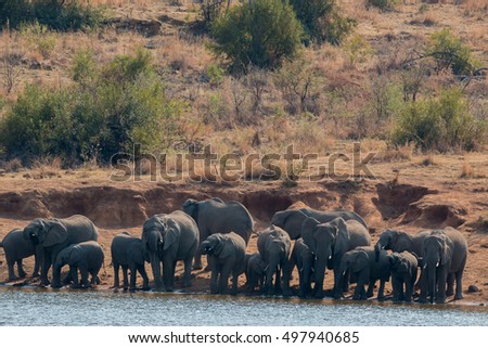 herd of elephants drinking at a pond in pilanesber national park savanna south africa