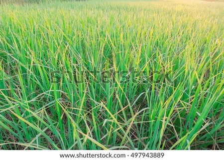 a selective focus picture of rice tree in the evening sun ray over organic rice field 