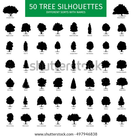 Fifty different tree sorts with names. Silhouette illustrations of tree types and specimens. Ash, fir, oak, walnut, chestnut, cherry, apple tree, maple, pine, larch, birch, spruce, aspen & other.