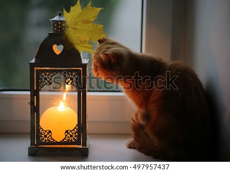 cat, window, leaves, autumn, candles, home, comfort, warmth Royalty-Free Stock Photo #497957437