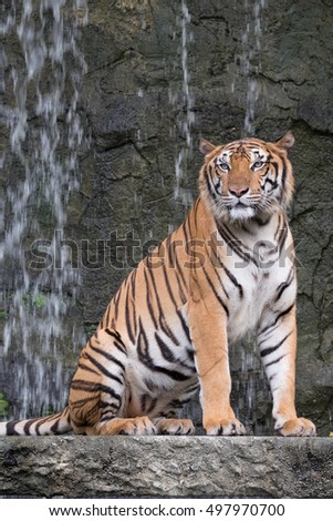 Bengal Tiger face in forest show head and leg behide waterfall
