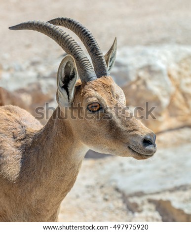 Portrait of a nubian ibex (Capra nubiana) in Mizpe Ramon - Israel