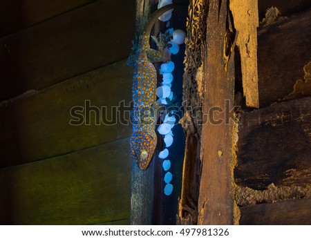 GECKO AND ITS EGGS ON WOODEN WALL IN VERY OLD ABANDONED HOUSE
