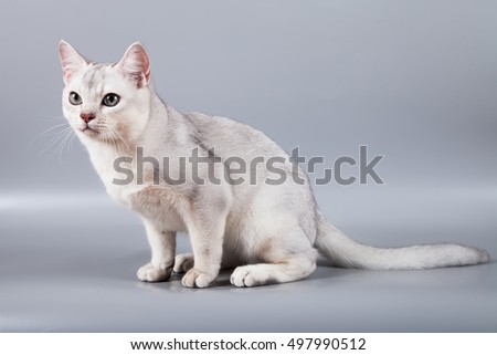 white short hair Burmilla breed kitten sit at grey background
