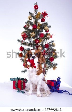 
christmas real love pets studio white

Trained cavalier king charles spaniel studio white background photography Dog with lop together celebrate christmas real love