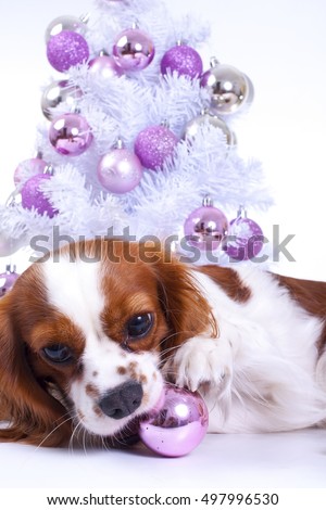 Trained cavalier king charles spaniel studio white background photography Dog with lop together celebrate christmas real love
christmas holiday photos