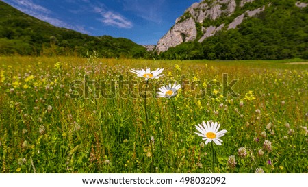 Beautiful meadow with wild daisy flowers on a spring day in the mountains