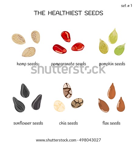 Collection of healthiest seeds with names including hemp, pomegranate, pumpkin, sunflower, chia and flax. Illustration in cartoon style. Royalty-Free Stock Photo #498043027