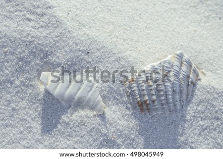 Closeup of shells on the beach in the Gulf of Mexico, Florida