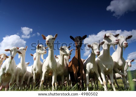 a herd of goats, seen from below, against a blue sky Royalty-Free Stock Photo #4980502