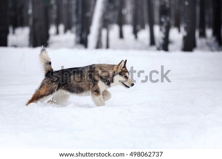 Dog breed Siberian Husky running on a snowy field in winter forest