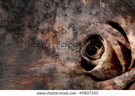 Grungy dark rose blooming on a vintage background