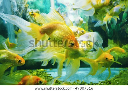 underwater image of reef and colorful fishes