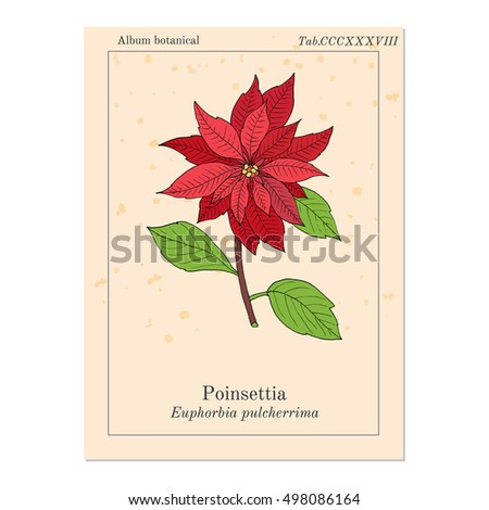 Poinsettia (Euphorbia pulcherrima), Christmas plant. Hand drawn botanical vector illustration
