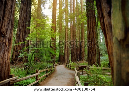 Hiking trails through giant redwoods in Muir forest near San Francisco, California, USA Royalty-Free Stock Photo #498108754
