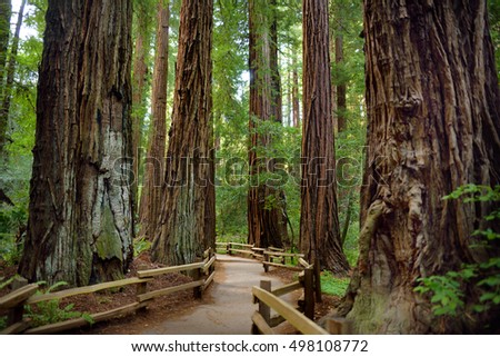 Hiking trails through giant redwoods in Muir forest near San Francisco, California, USA Royalty-Free Stock Photo #498108772