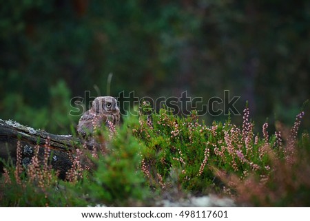 Eurasian scops owl (Otus scops) beautiful little owl sits on a broken branch. Beautifully masks in the heather.  