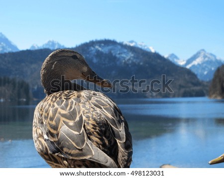 Duck staring at the Hohenzollern (Germany)