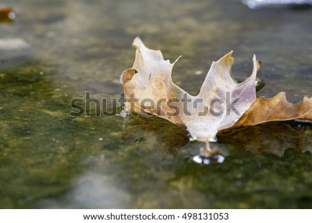 Autumn leaf laying in the water close up image.