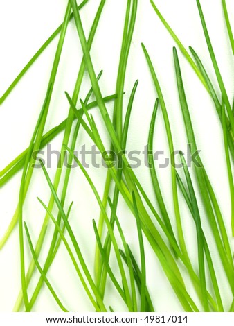 Chives on white background