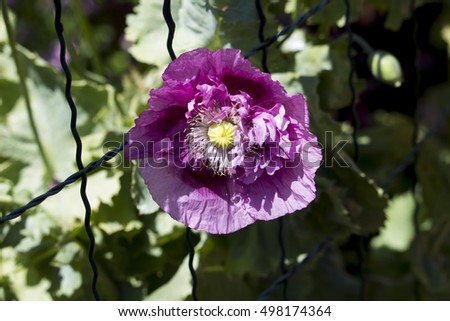 Papaver orientale (Oriental poppy) Order Ranunculales, Family: Papaveraceae, Genus. Papaver, a perennial flowering plant with double ruffled mauve petals and fine black seeds in a green capsule.
