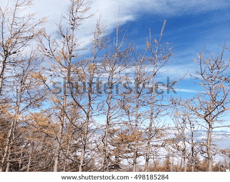 Dry dead pine tree on blue sky background