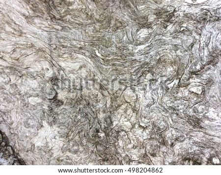Old Wood texture,Bark texture for the background or text, Black and white style