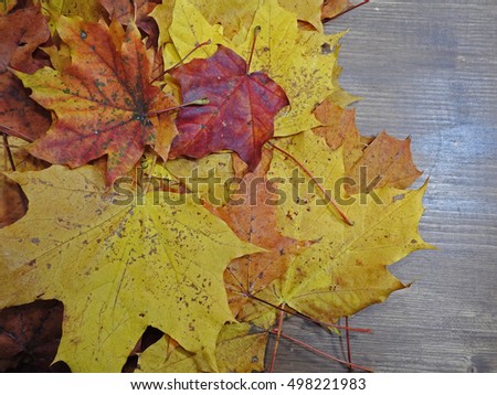Autumn composition, several maple leaves on wooden background