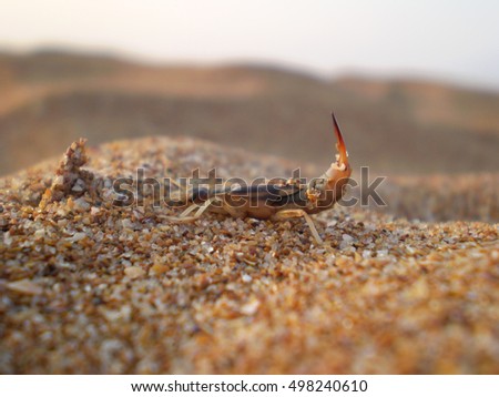 strange insect on the sand. macro photo