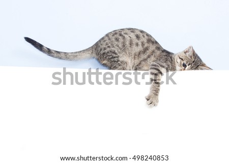 Template for animal advertising. Kitten holding a white sheet
