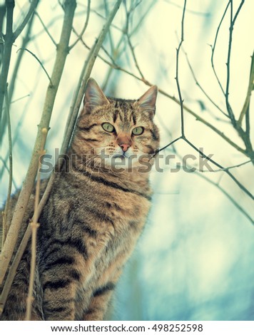 Portrait of cat sitting near tree branches