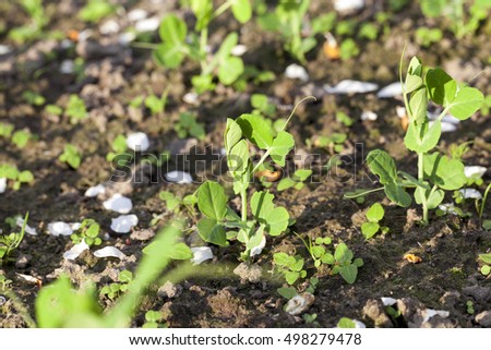  Agricultural field on which grow young green peas, small depth of field