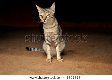 Pet animal cat