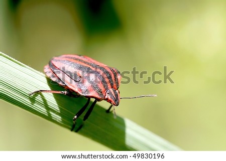 Bedbug on leaf in the morning sunlight.