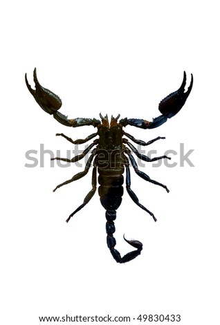 Scorpio Isolated with clipping path on white background