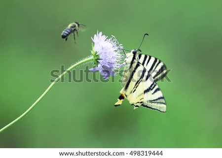 Butterfly on the flower and bee