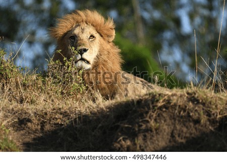 Majestic Male Lion sitting on a mound in the African bush in Masai Mara, Kenya, Africa